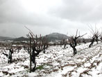 Las viñas en la nevada del 2005