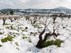 Las viñas en la nevada del 2010