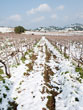 Las viñas en la nevada del 2010