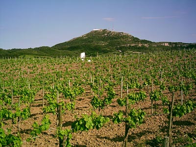 Las viñas de Bodegas Menorquinas