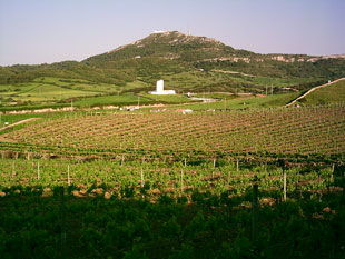 Viñas Bodegas Menorquinas